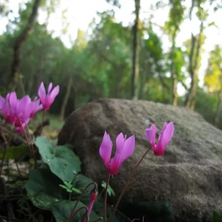 Villa Nel Bosco Per Fare Forest Bathing *