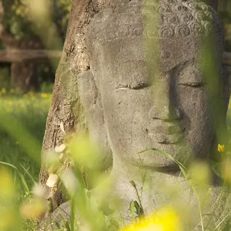 Nel Bosco Per Fare Forest Bathing * Sanalvo