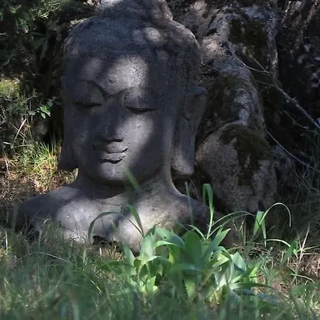 Nel Bosco Per Fare Forest Bathing * Sanalvo
