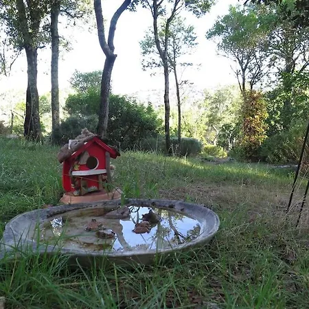 Nel Bosco Per Fare Forest Bathing