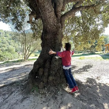 Villa Nel Bosco Per Fare Forest Bathing Sanalvo